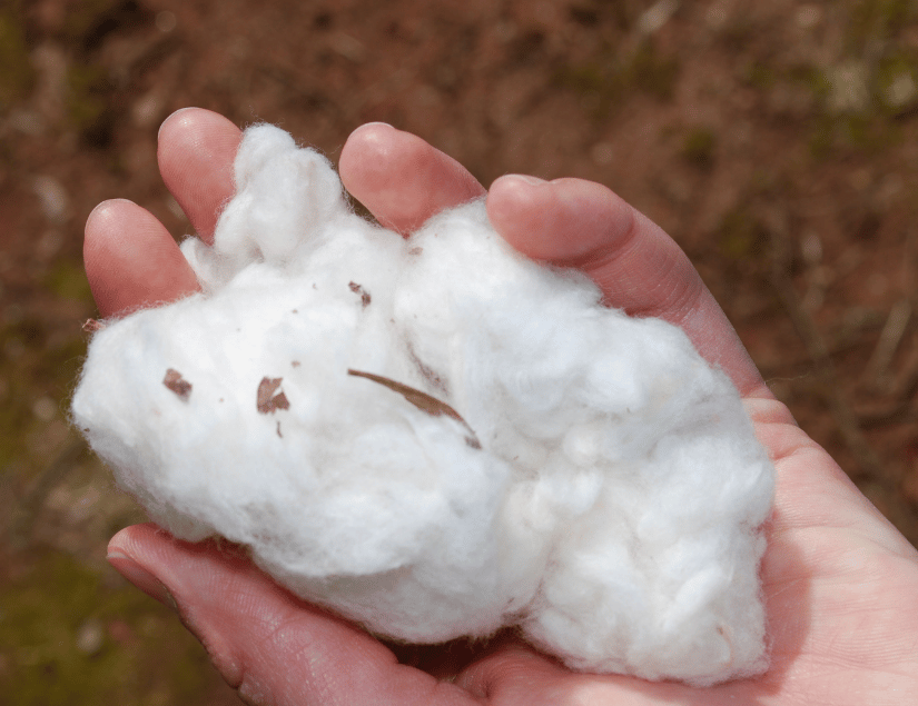 Cotton