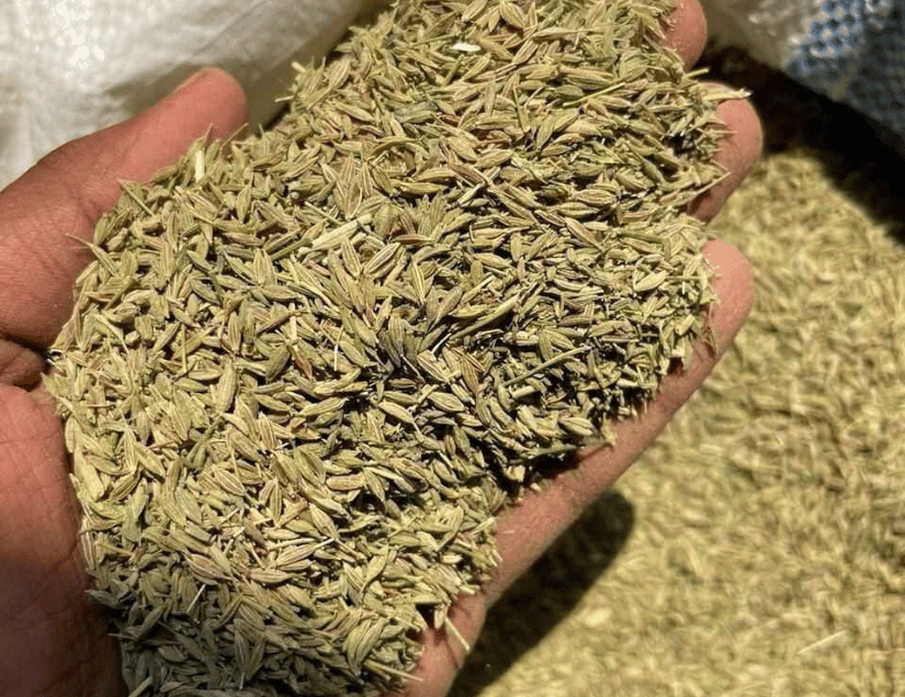 Cumin Seed